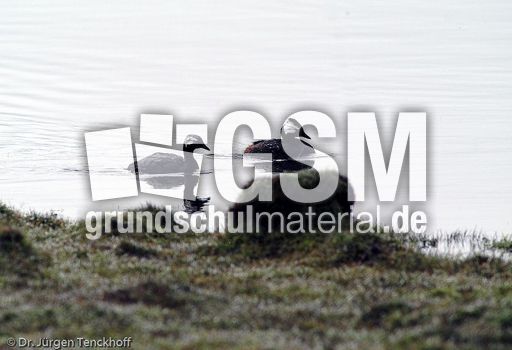 Rollandtaucher (5 von 8).jpg